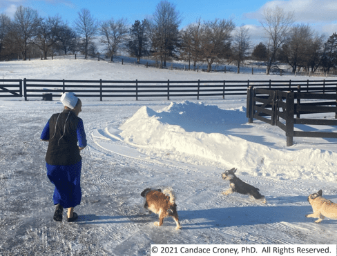 An Amish woman exercises with 3 varied breed dogs along a snowy, plowed driveway on a sunny winter day.